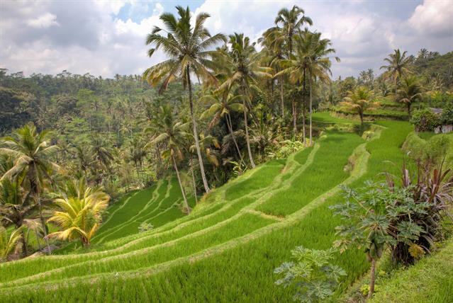 Was währe Bali ohne seine leuchtend grünen Reisterrassen, welche zu den bekanntesten und schönsten der Welt gehören?